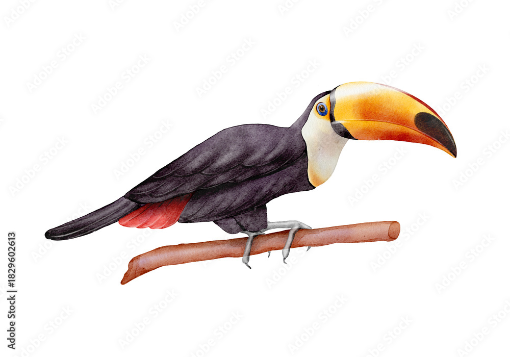 Fototapeta premium Toucan watercolor illustration isolated on white background. Bright tropical bird for nature projects, cards, posters, packaging, fabric, textile, decorative prints and exotic wildlife themed designs.