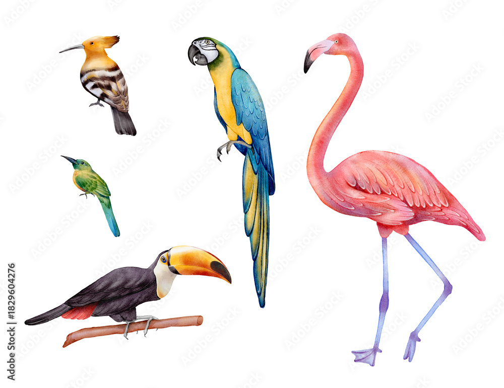 Fototapeta premium Watercolor tropical birds set isolated on white background. Flamingo, toucan, parrot, hoopoe, motmot for summer cards, posters, stickers, fabrics, packaging design, exotic nature and zoo projects.