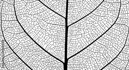 Close-up of a Leaf Vein Structure Revealing Intricate Skeleton Network.