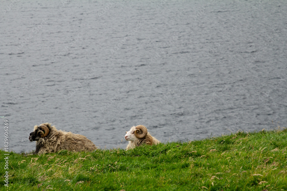 Fototapeta premium A sheep resting on green grass in the Faroe Islands.