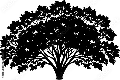 Black silhouette of a large deciduous tree with a full canopy and visible branches white nature