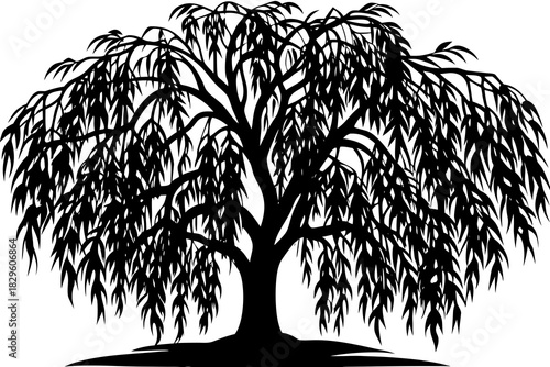Black silhouette of a weeping willow tree with flowing branches and leaves on a white background black and white