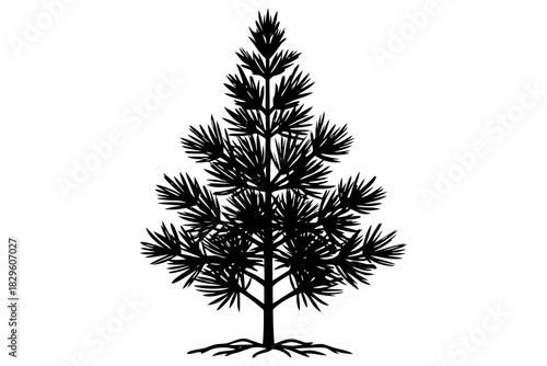 Black silhouette of a young pine tree with visible roots and needles on a white background black and white