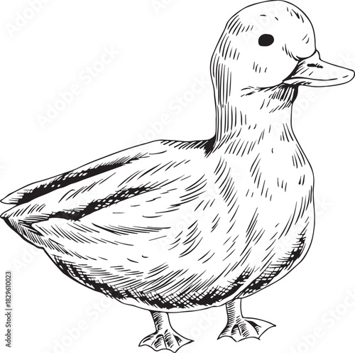 duck hand drawing. illustration of duck