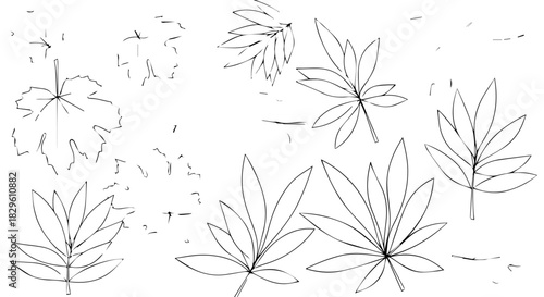 Group of hand-drawn cannabis leaves in a sketch style across the page for botanical study.