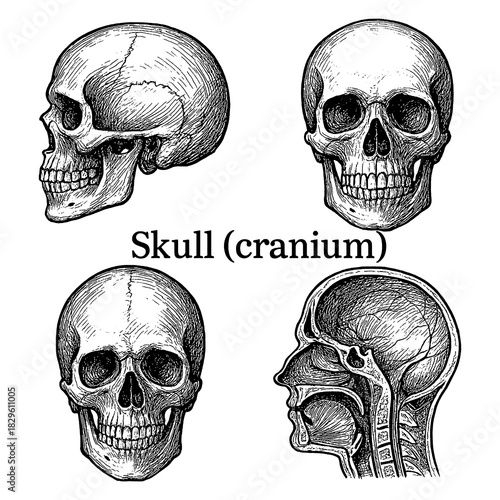 Human skull cranium anatomy set in vintage engraving style, Transparent Background