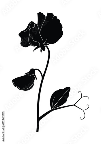 Sweet pea flower vector illustration black and white floral design art eps silhouette