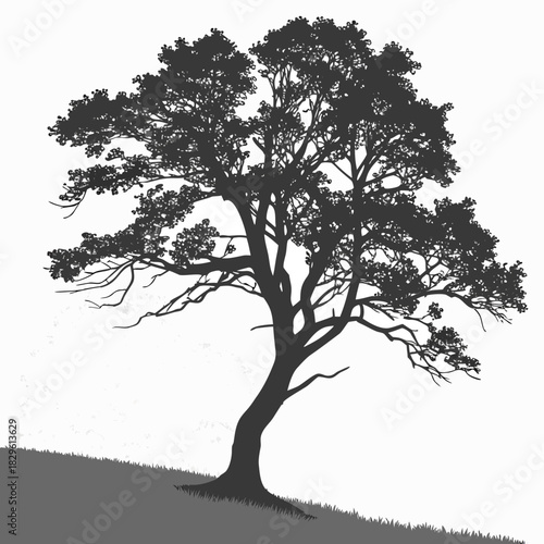 A solitary majestic silhouette of a mature deciduous tree with a sprawling canopy of branches and leaves set against a stark white background with a subtle textured effect