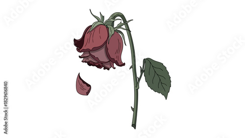 A single wilting red rose with a bent stem and fallen petals on a plain white background, symbolizing decay and loss.