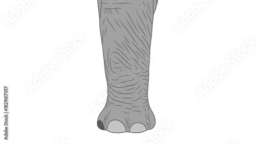 A close-up, detailed illustration of an elephant's wrinkled leg and foot with toes on a white background.