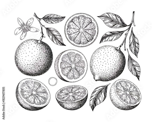 Hand drawn citrus fruits oranges lemons and flowers illustration