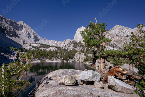 Ancient Pine Tree Framing Lone Pine Lake, Sierra Nevada