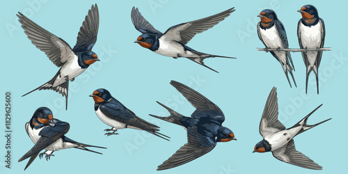 Barn swallow birds vector, flying poses, perched swallows, bird anatomy, feather details, ornithology illustration, flat design, cartoon style