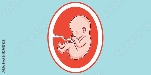 Human fetus in womb, prenatal development, pregnancy illustration, medical vector, embryo growth, anatomy, healthcare, flat design, cartoon style