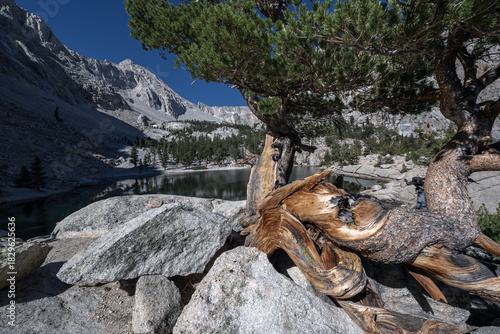 Ancient Pine Tree Framing Lone Pine Lake, Sierra Nevada