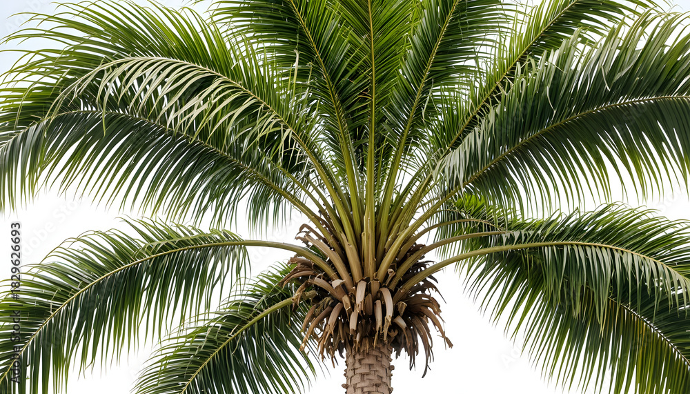 Fototapeta premium Coconut palm tree on white background with tropical leaves and branches