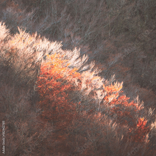 autumn forest in the morning