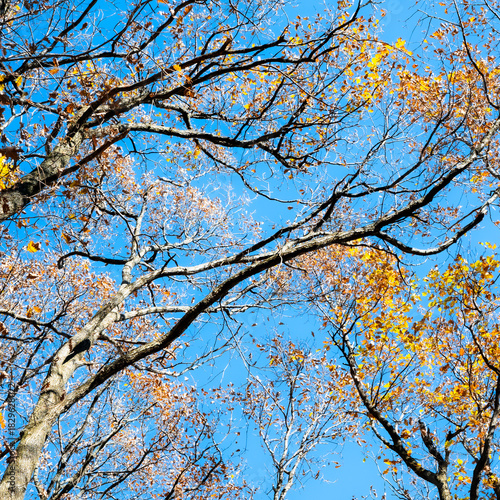 autumn forest in the morning