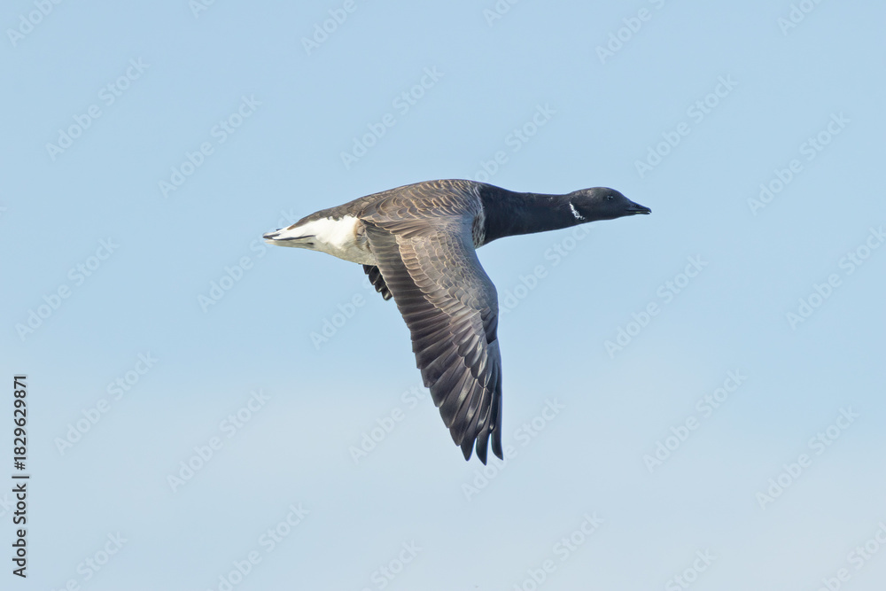 Obraz premium Brent Goose (Branta bernicla) - North Atlantic Coastal Goose