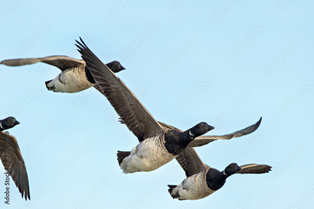 Obraz premium Brent Goose (Branta bernicla) - North Atlantic Coastal Goose