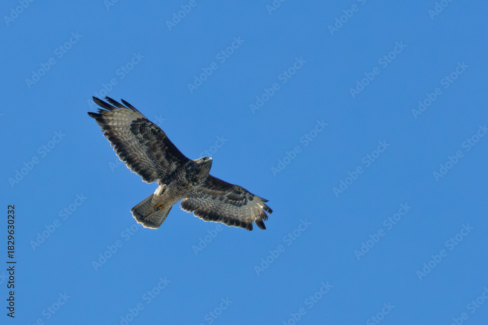Fototapeta premium Common Buzzard (Buteo buteo) - European Woodland Raptor