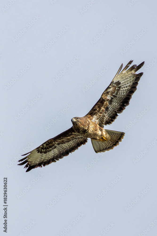 Fototapeta premium Common Buzzard (Buteo buteo) - European Woodland Raptor