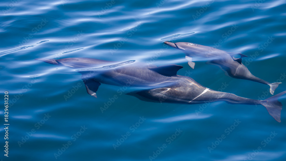 Fototapeta premium Spinner Dolphin in Hualien, Taiwan 