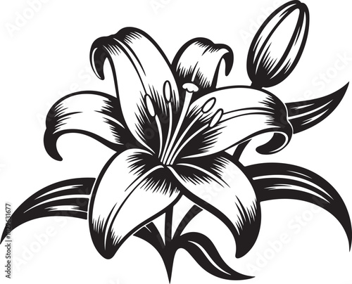 Elegant Lily Flower Floral Botanical Illustration Artistic Ink Drawing Engraving Style Vector Art for Greetings and Invitations 130 Char