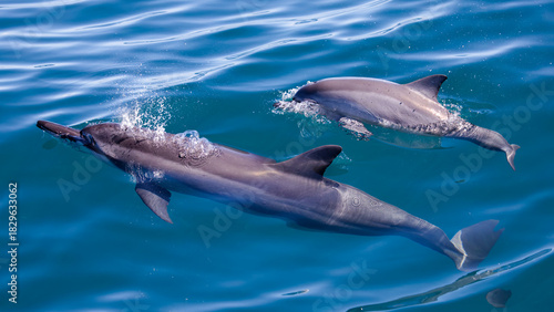 Spinner Dolphin in Hualien & Yilan, Taiwan
