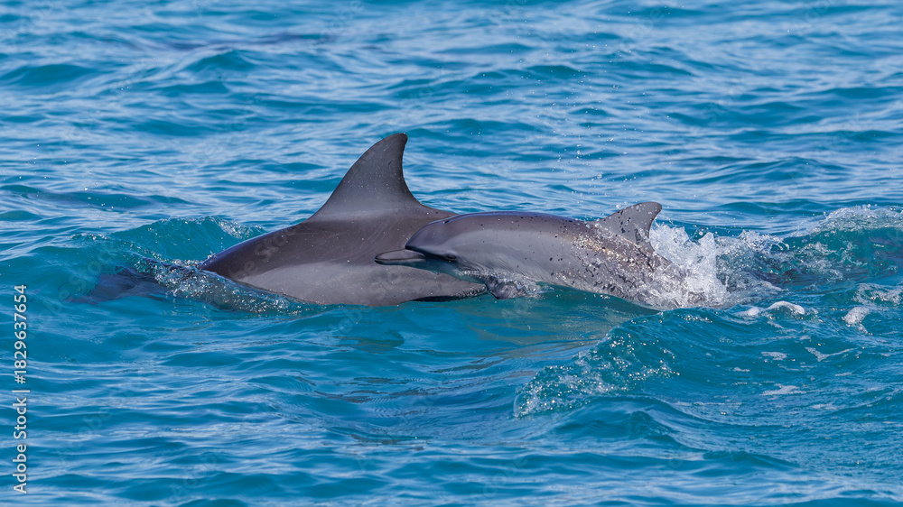 Fototapeta premium Spinner Dolphin in Hualien, Taiwan