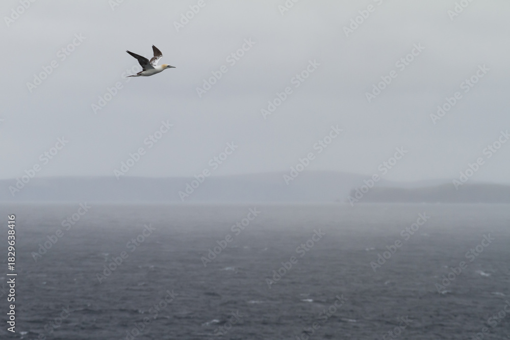 Obraz premium flying gannet with the Shetland islands in background