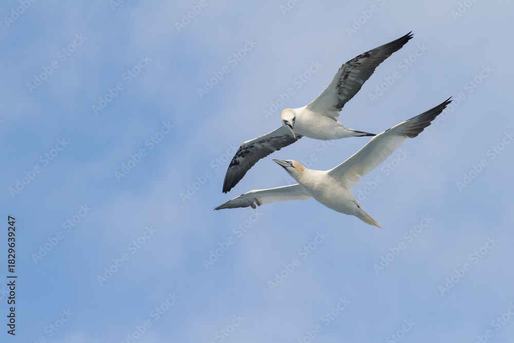 Fototapeta premium two flying interacting gannets