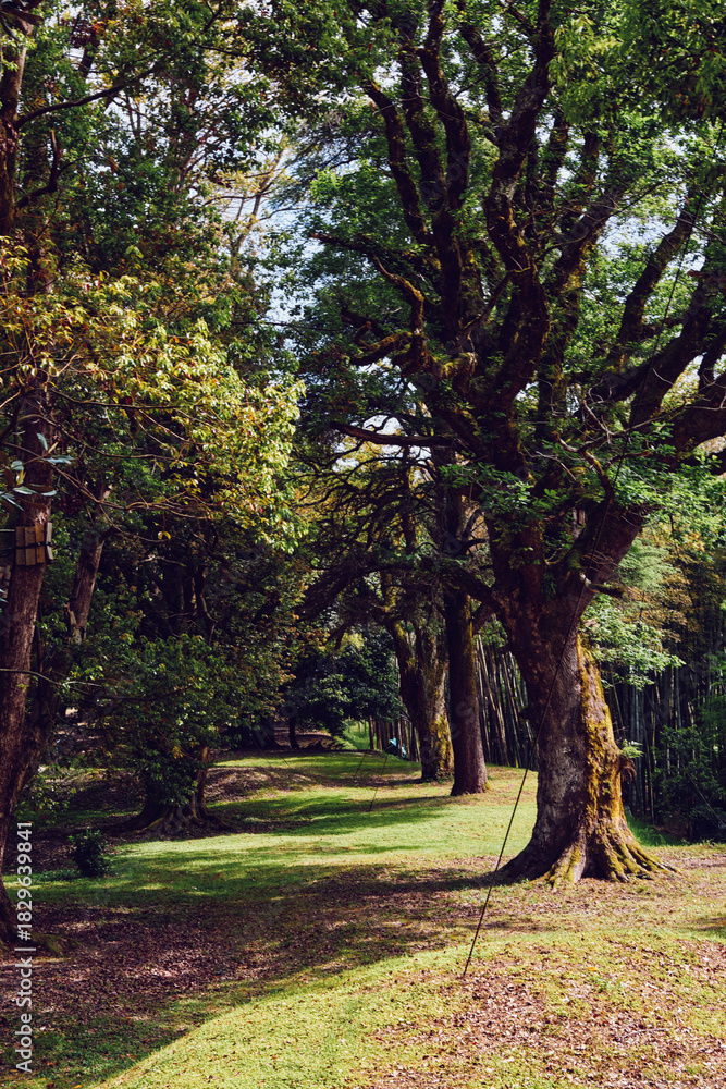 Fototapeta premium Trees forest path swing grass sunlight nature park scene with large oak trunks lining a grassy trail, a rope swing hanging from a branch and dappled sun creating a peaceful woodland setting.