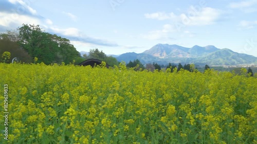 Wallpaper Mural 250503飯山市菜の花公園 Torontodigital.ca