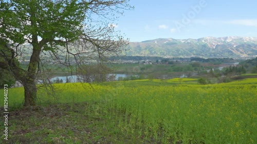 Wallpaper Mural 250503飯山市菜の花公園 Torontodigital.ca