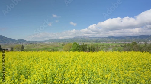 Wallpaper Mural 250503飯山市菜の花公園 Torontodigital.ca