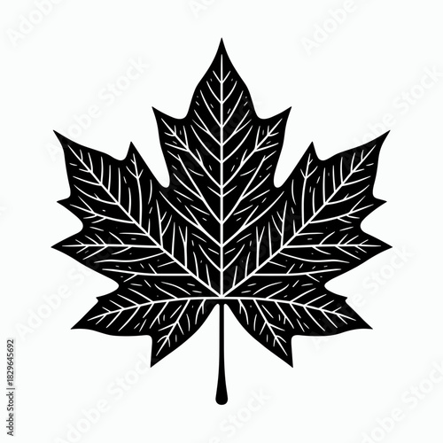 Black silhouette of a detailed maple leaf with intricate vein patterns