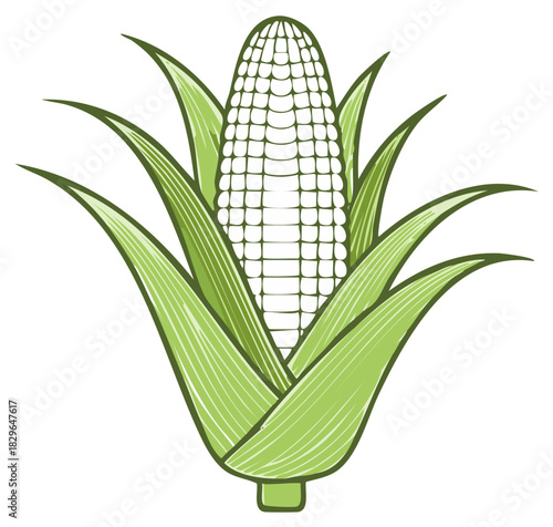 Fresh Corn on the Cob with Green Leaves, Harvested Sweetcorn Illustration