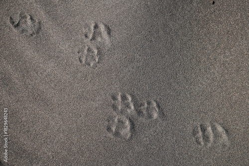 Tracks of an arctic fox in north iceland
