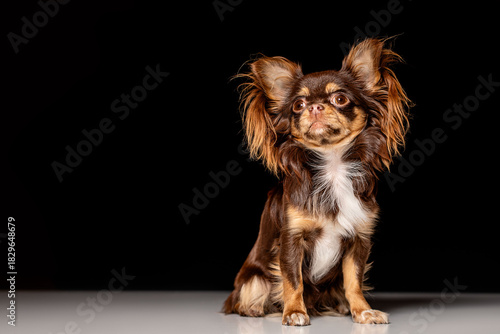 Portrait of a cute dog    