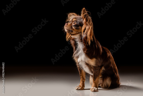 Portrait of a cute dog
