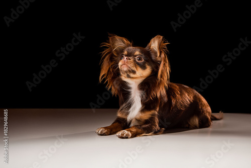 Portrait of a cute dog