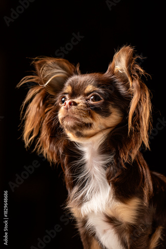Portrait of a cute dog 