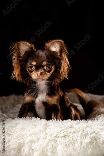 Portrait of a cute dog