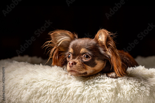 Portrait of a cute dog  