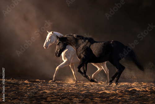Black and cremello stallions run