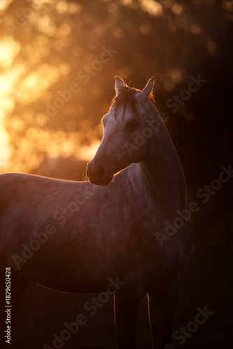 Horse portrait in sunlight