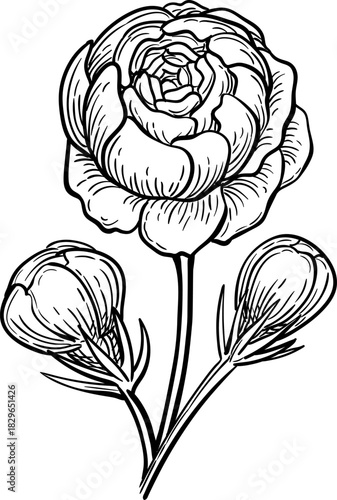 Jasmine Sambac Grand Duke of Tuscany ink sketch.