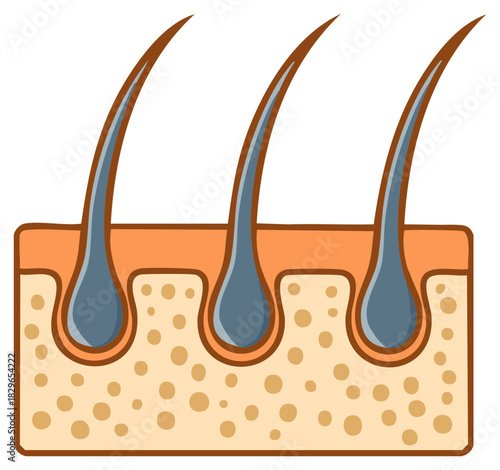 Close-up of hair follicles growing from skin layers, illustrating hair shafts and roots in cross-section.