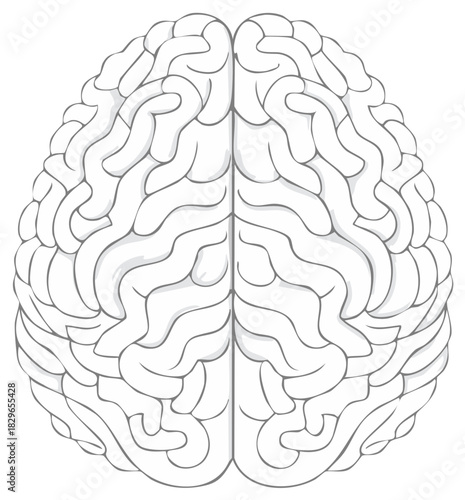 Illustration of a human brain, outlined with detailed white lobes and fissures for education or medical concepts.
